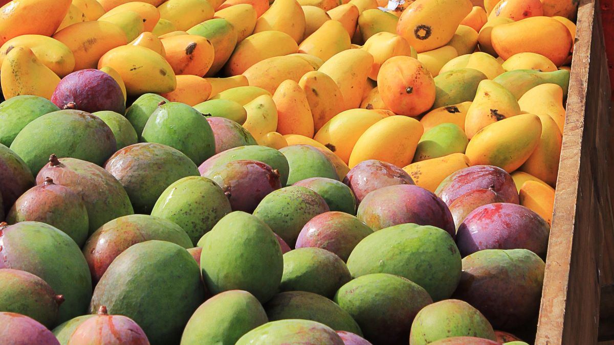 Campos eléctricos pulsados y óxido nítrico para mejorar la calidad en poscosecha del mango.jpg